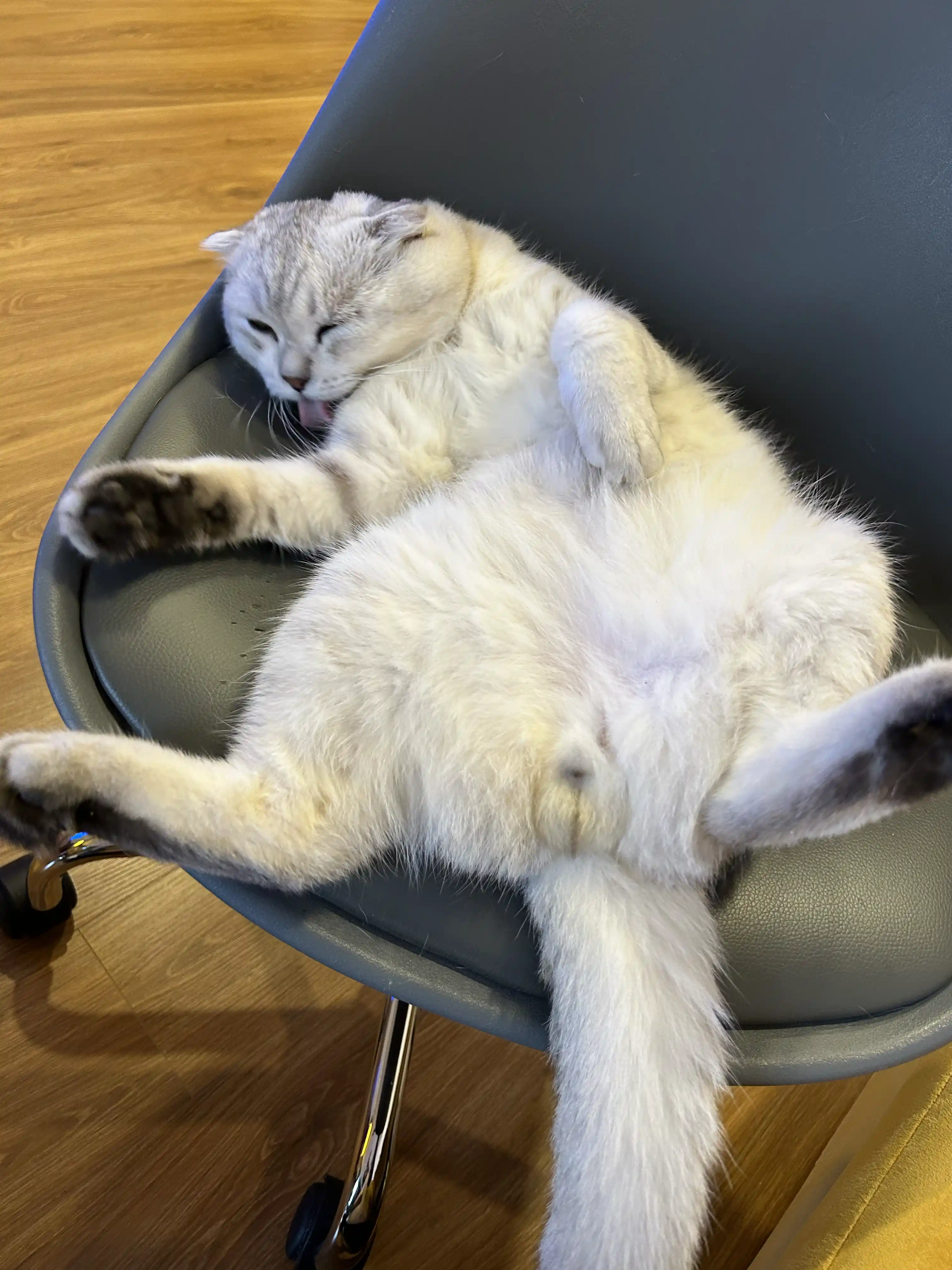 Sumo looking out the window